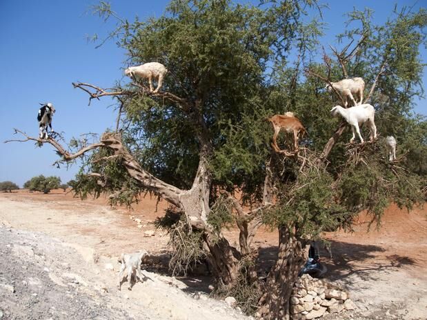 Cabras escalam árvores para sobreviver no Marrocos Cabras escalam árvores para sobreviver no Marrocos