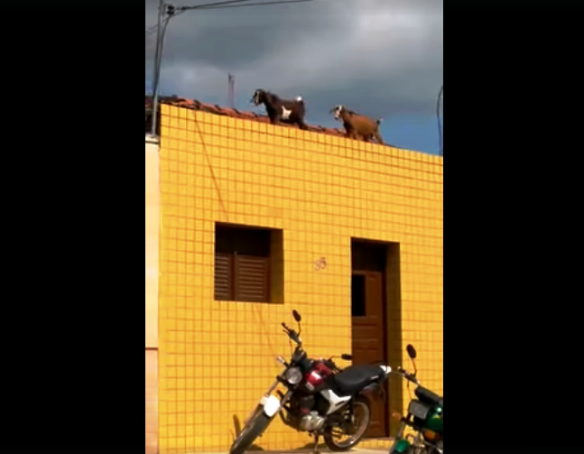 Moradores tomam susto com cabras andando em telhado de casas em Sertãozinho Moradores tomam susto com cabras andando em telhado de casas em Sertãozinho