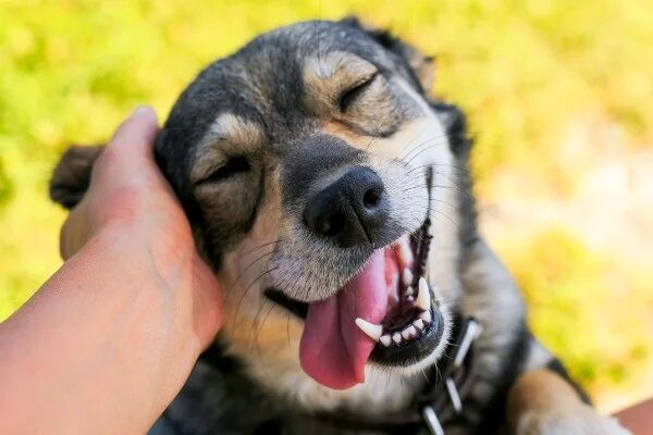 Petiscos contaminados: cresce lista de produtos suspeitos para pets; veja o que se sabe até agora Petiscos contaminados: cresce lista de produtos suspeitos para pets; veja o que se sabe até agora