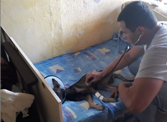 Cachorro esfaqueado pelo próprio dono não resiste e acaba morrendo