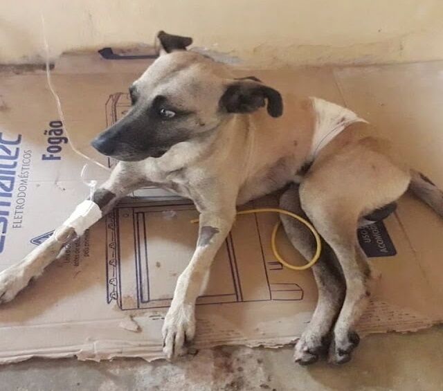 Mulher é detida após tentar matar cachorro a facadas em Bananeiras Mulher é detida após tentar matar cachorro a facadas em Bananeiras