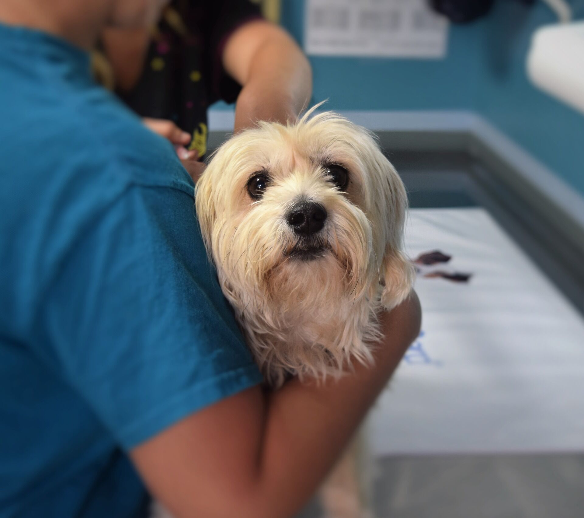 Doença canina misteriosa deixa tutores em estado de alerta nos EUA; entenda cachorro