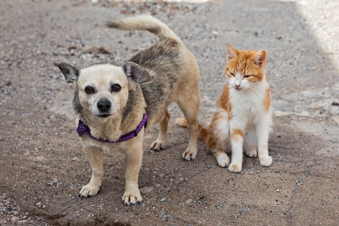 ONG que resgata e abriga cães e gatos fecha as portas e 300 animais ficarão nas ruas de João Pessoa; Caso pode ser revertido com doações ONG que resgata e abriga cães e gatos fecha as portas e 300 animais ficarão nas ruas de João Pessoa; Caso pode ser revertido com doações