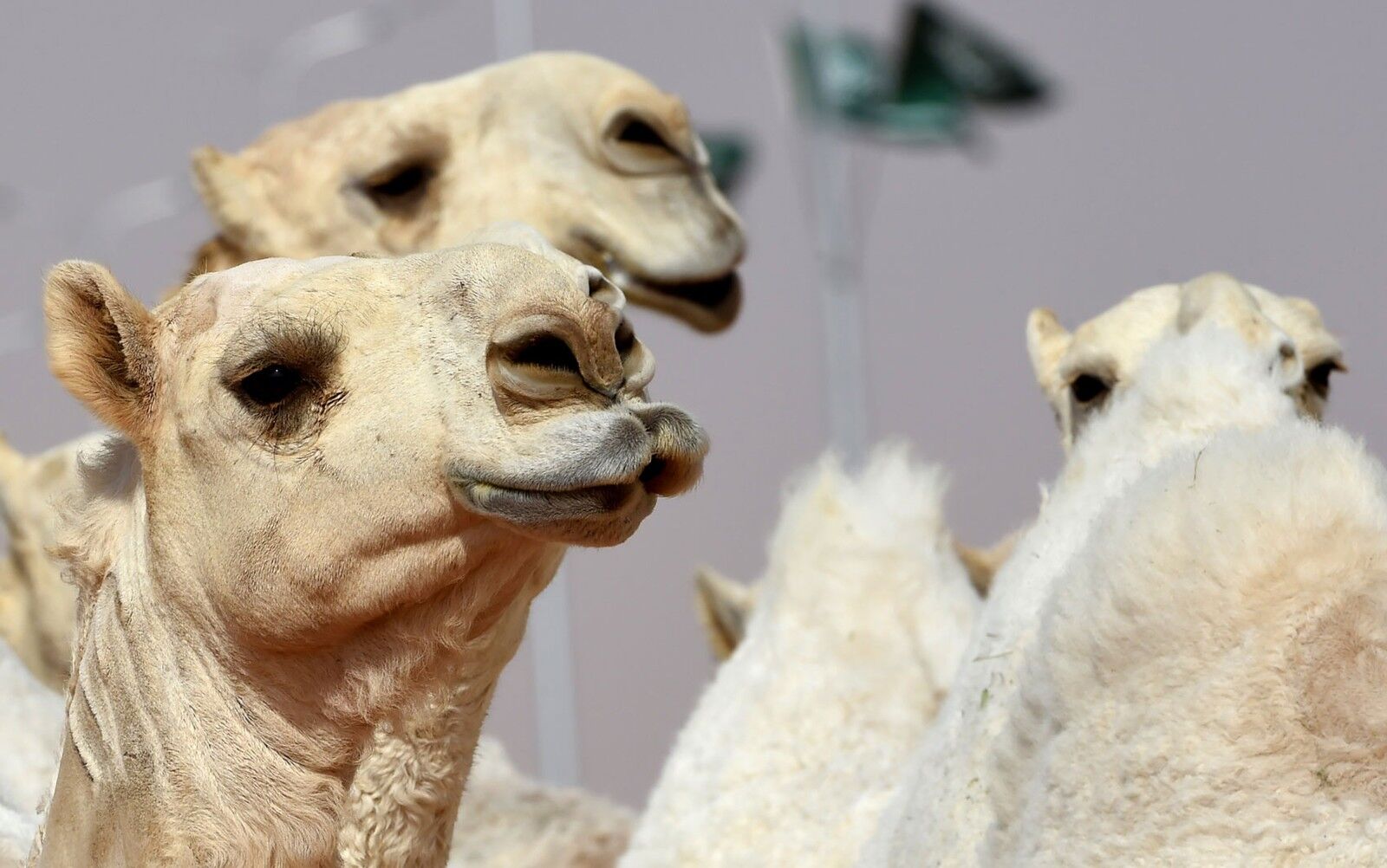 Em meio à seca, Austrália vai matar 10 mil camelos selvagens Em meio à seca, Austrália vai matar 10 mil camelos selvagens