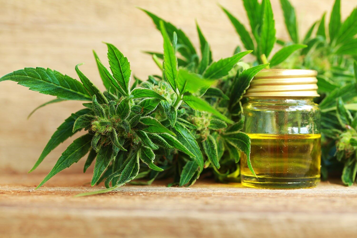 Legalização do plantio da cannabis para fins medicinais e industriais aguarda definição dos deputados cannabis medicinal