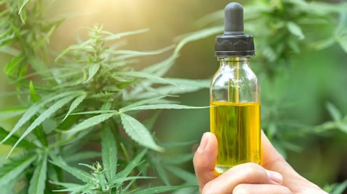 Entrega gratuita de cannabis medicinal vai beneficiar 20 mil famílias em Campina Grande, prevê Associação Entrega gratuita de cannabis medicinal vai beneficiar 20 mil famílias em Campina Grande, prevê Associação