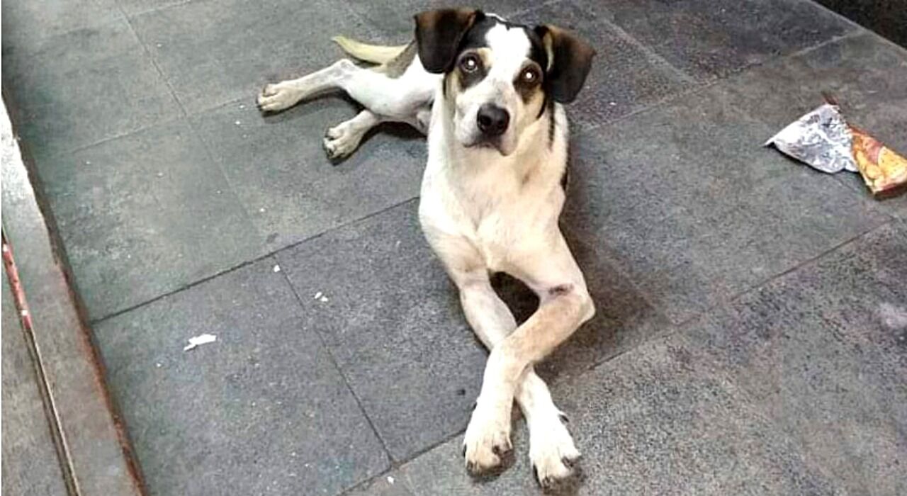Cachorro abandonado morre após ser envenenado e espancado por funcionário do Carrefour