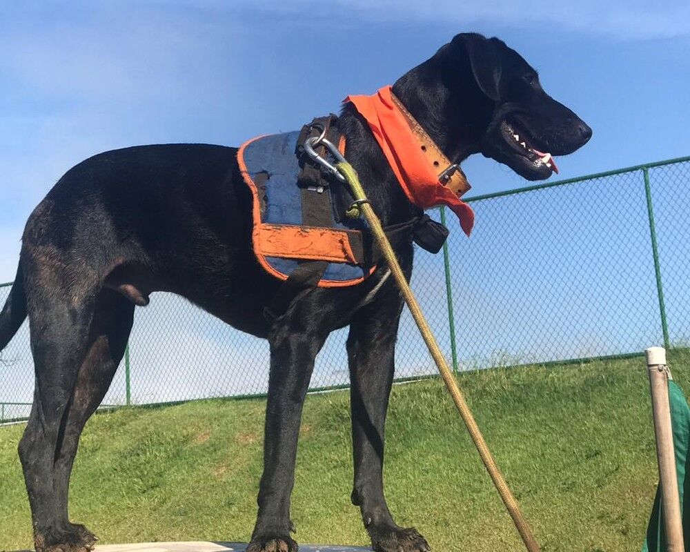 Cão 'Resgate', achado em caçamba de lixo em SP, ajuda nas buscas em Brumadinho Cão 'Resgate', achado em caçamba de lixo em SP, ajuda nas buscas em Brumadinho