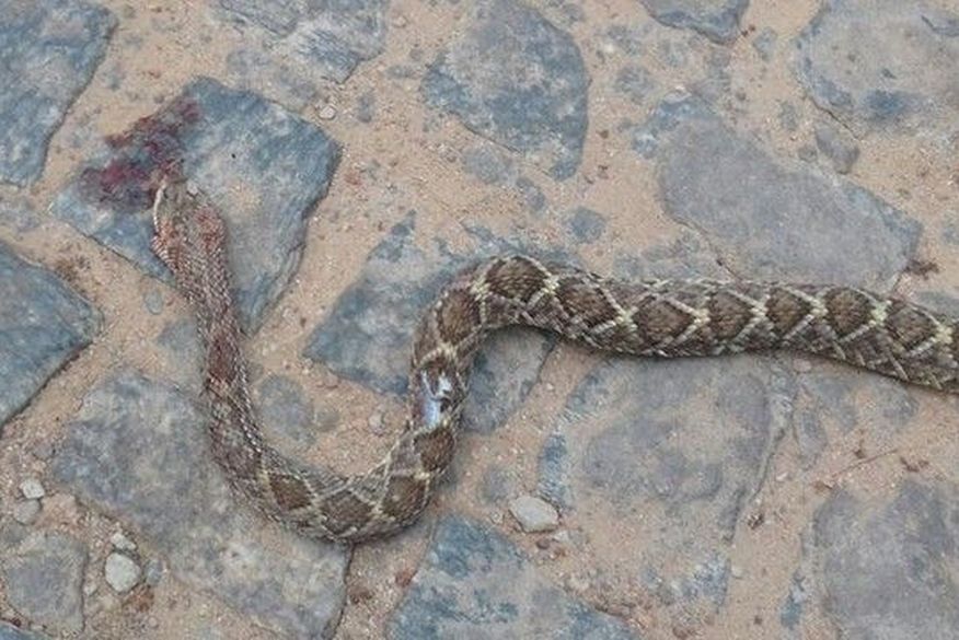 Vereador que matou cobra com mordida após receber picada recebe alta Vereador que matou cobra com mordida após receber picada recebe alta