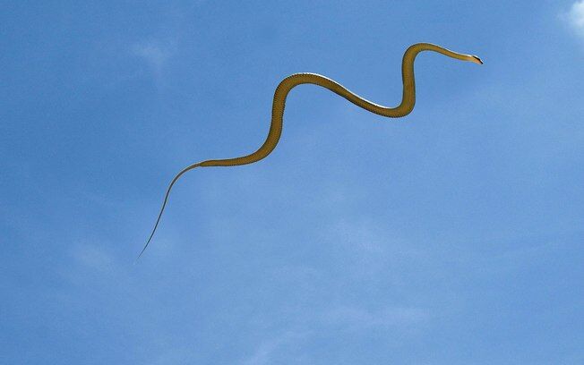 Cobras voadoras intrigam cientistas; assista ao vídeo Cobras voadoras intrigam cientistas; assista ao vídeo