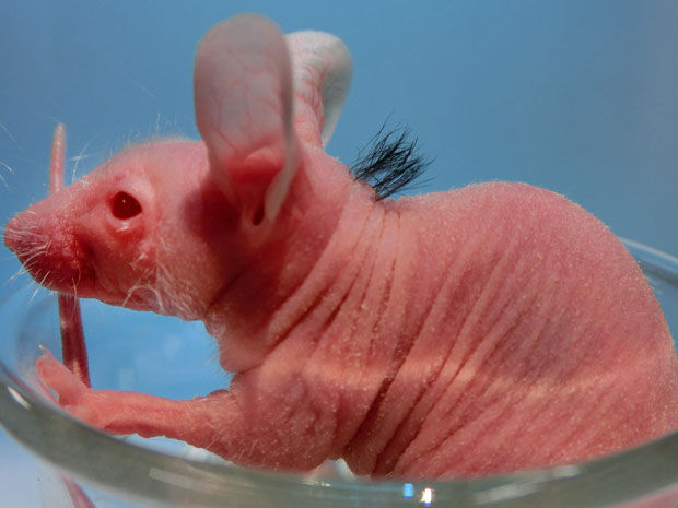Cientistas fazem nascer cabelo humano em camundongo