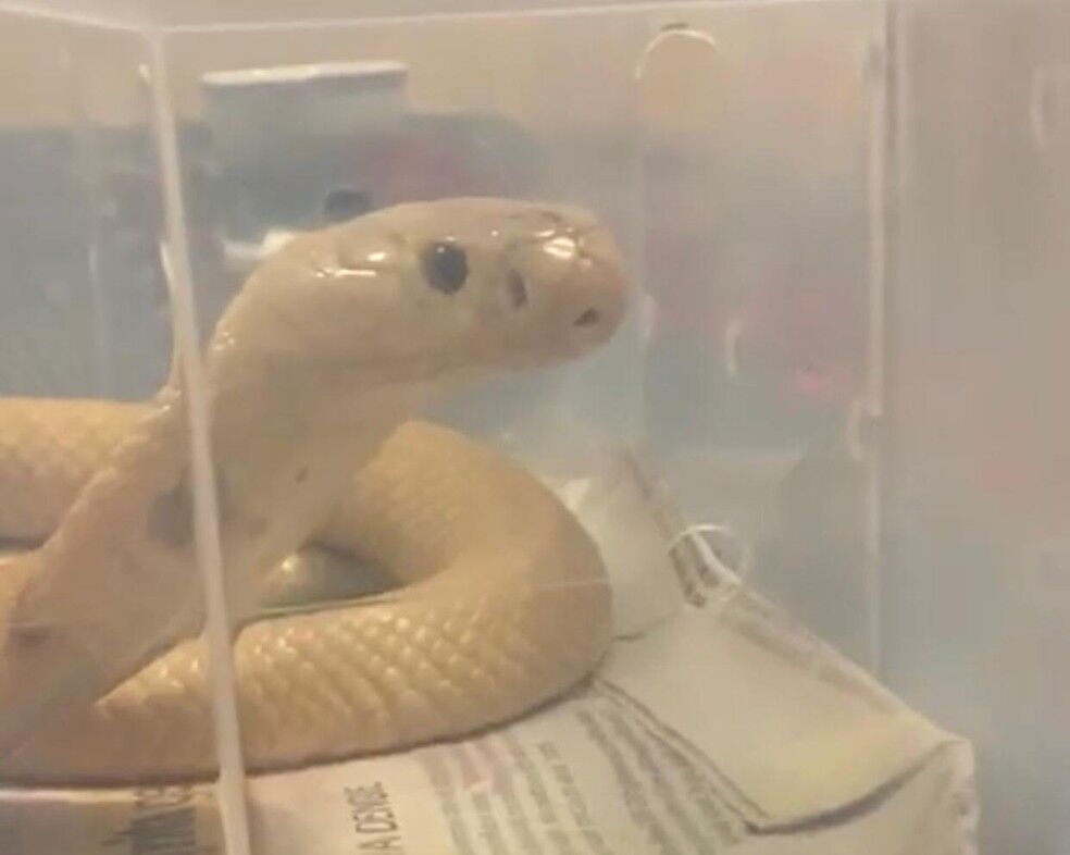 Cobra que picou estudante de veterinária no Distrito Federal custa até R$ 20 mil no comércio ilegal Cobra que picou estudante de veterinária no Distrito Federal custa até R$ 20 mil no comércio ilegal
