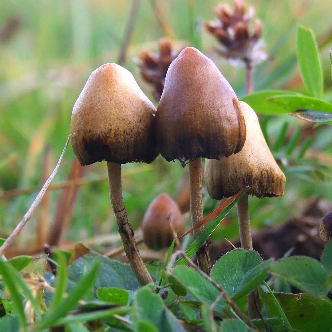 Estudo mostra que substância psicodélica encontrada em cogumelo tem potencial para combate à depressão Estudo mostra que substância psicodélica encontrada em cogumelo tem potencial para combate à depressão