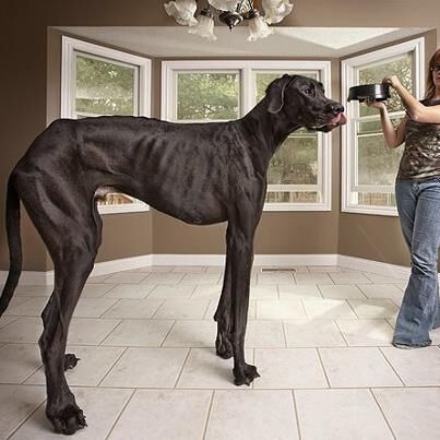 Com 1,18 m, cão Zeus bate recorde e é o maior do mundo