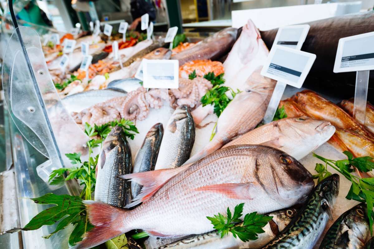 Semana Santa aumenta procura por peixes em João Pessoa; confira principais pontos de comercialização da Capital Semana Santa aumenta procura por peixes em João Pessoa; confira principais pontos de comercialização da Capital