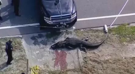 Crocodilo de 4 metros é visto carregando corpo de mulher em cidade da Flórida Crocodilo de 4 metros é visto carregando corpo de mulher em cidade da Flórida
