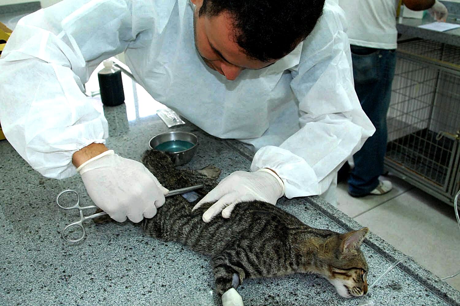 Centro de Zoonoses suspeita de surto de doença contagiosa em animais de JP