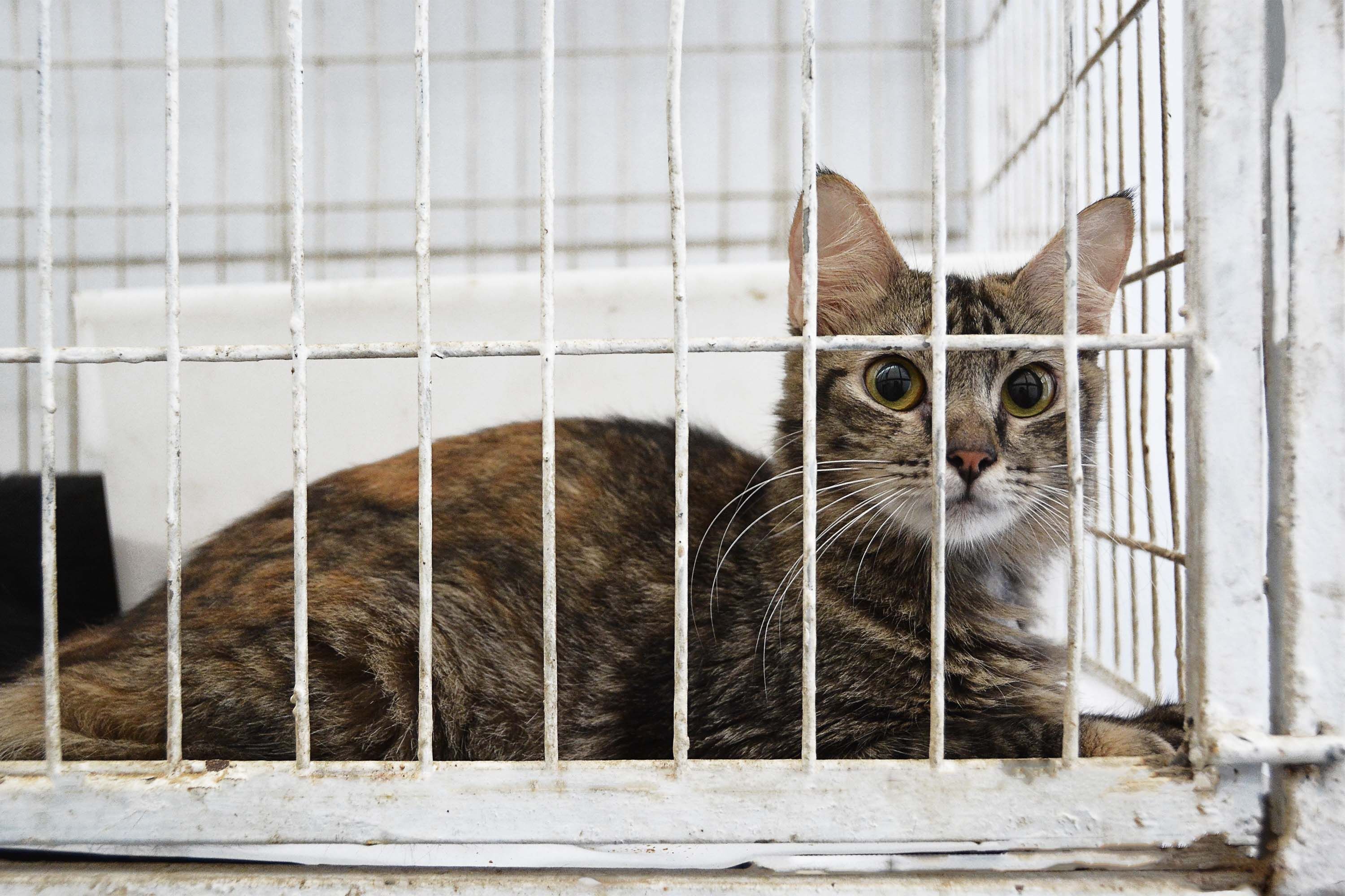 Centro de Controle de Zoonoses disponibiliza castração de animais de forma gratuita em João Pessoa Centro de Controle de Zoonoses disponibiliza castração de animais de forma gratuita em João Pessoa