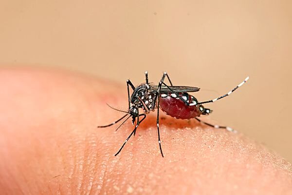 Paraíba já registrou mais de 2,7 mil casos de arboviroses este ano e três mortes por dengue Paraíba