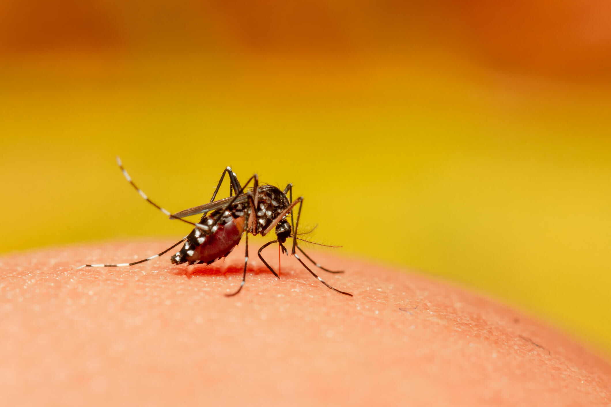 Profissionais de saúde alertam para ressurgimento do tipo 3 da dengue Profissionais de saúde alertam para ressurgimento do tipo 3 da dengue
