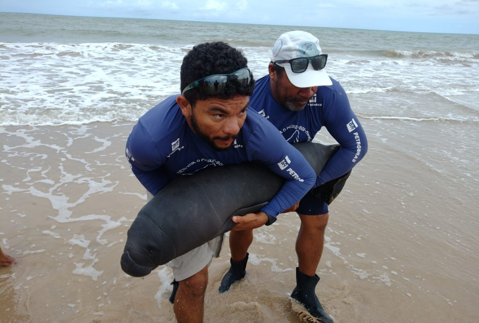 Filhote​ de peixe-boi-marinho encalha na areia e é resgatado na praia de Gramame