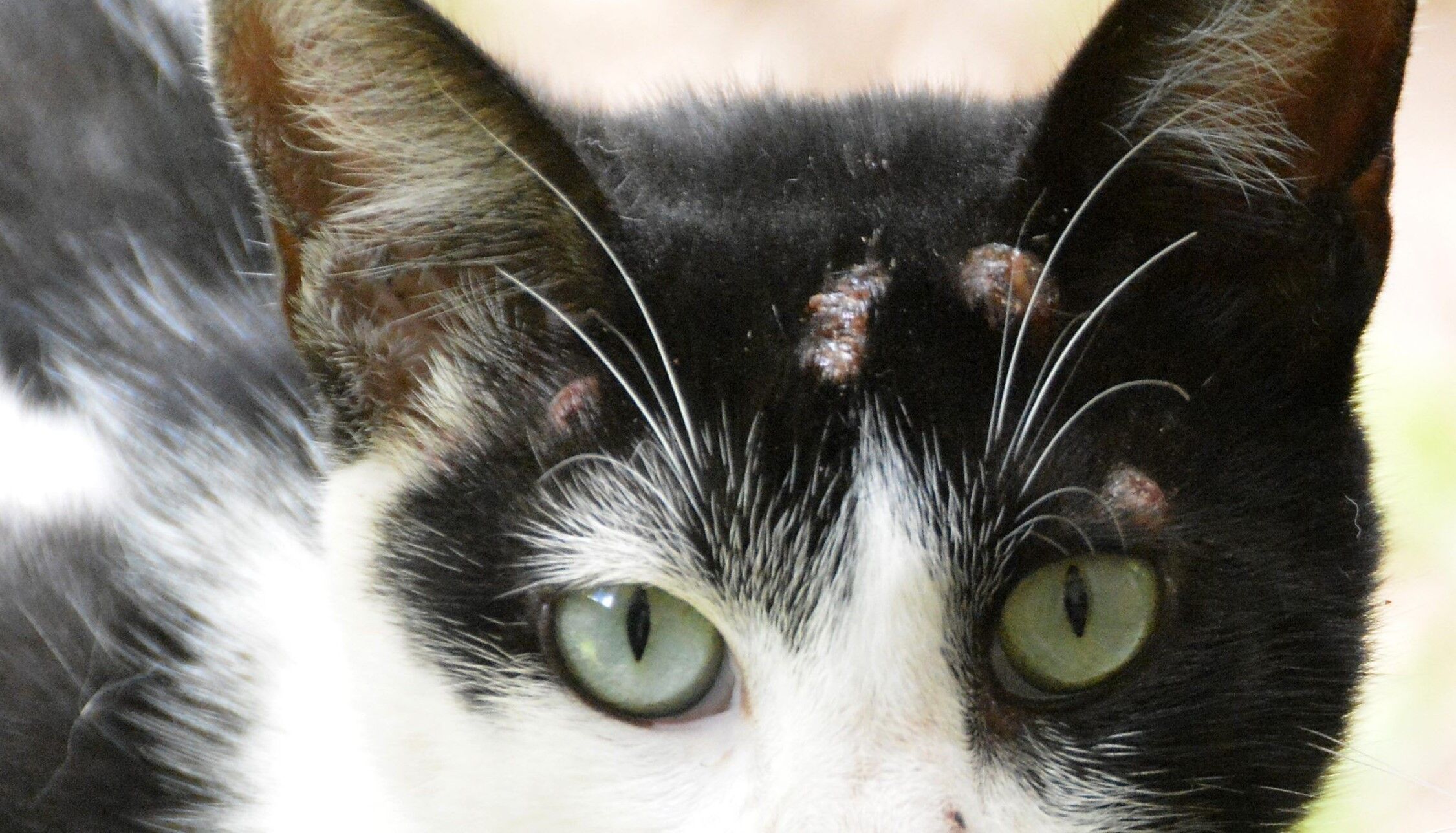 Paraíba tem aumento de mais de 80% de casos da ‘doença dos gatos’ em 2023; mortes já foram registradas no estado Paraíba tem aumento de mais de 80% de casos da ‘doença dos gatos’ em 2023; mortes já foram registradas no estado