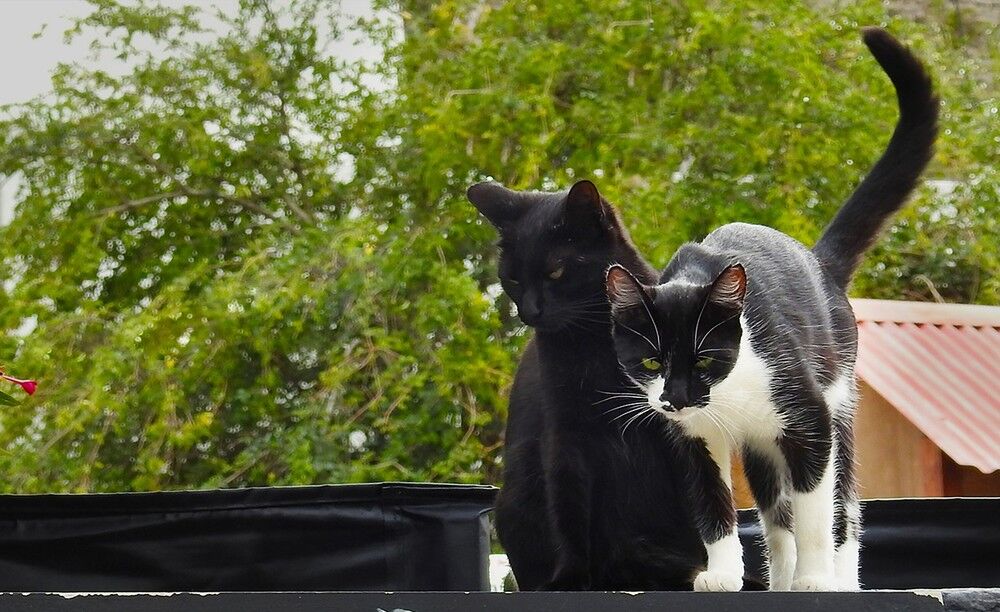 Mais de 400 casos de esporotricose, doença transmitida por gato, são registrados de janeiro até outubro em João Pessoa Mais de 400 casos de esporotricose, doença transmitida por gato, são registrados de janeiro até outubro em João Pessoa