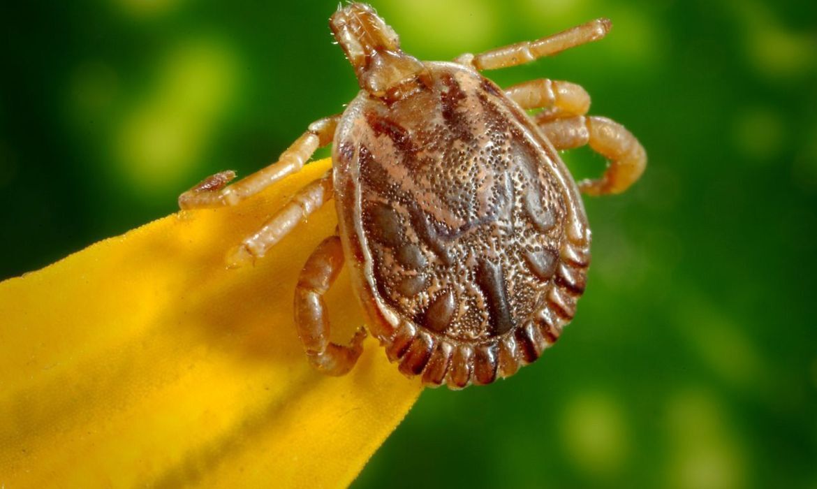 Brasil registra oito mortes por febre maculosa e infectologista Fernando Chagas alerta sobre contágio: "não passa de pessoa para pessoa" Brasil registra oito mortes por febre maculosa e infectologista Fernando Chagas alerta sobre contágio: "não passa de pessoa para pessoa"