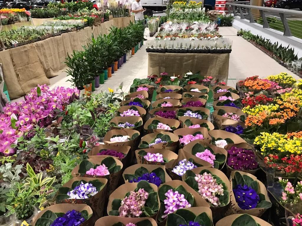 Feira de Flores de Holambra acontece no Home Center Ferreira Costa para florir o mês natalino Feira de Flores de Holambra acontece no Home Center Ferreira Costa para florir o mês natalino