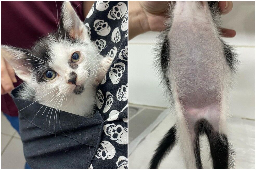 Gato nasce sem ânus em caso raro e é salvo após ficar 50 dias sem fazer cocô Gato nasce sem ânus em caso raro e é salvo após ficar 50 dias sem fazer cocô