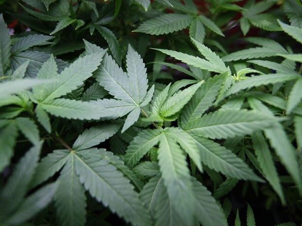 Decisão do STF sobre porte de maconha demanda novos procedimentos Cannabis, Maconha