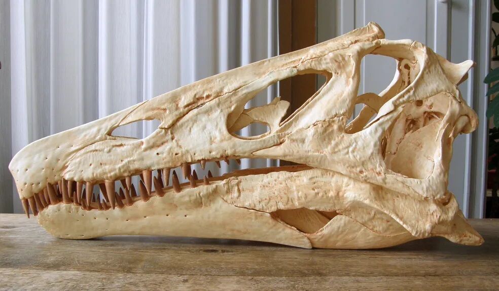 Dinossauro nordestino era anfíbio e 'caçador ágil', revela estudo de fóssil na Alemanha Dinossauro nordestino era anfíbio e 'caçador ágil', revela estudo de fóssil na Alemanha