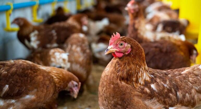 Ministério da Agricultura confirma primeiro foco de gripe aviária em granja comercial Ministério da Agricultura confirma primeiro foco de gripe aviária em granja comercial