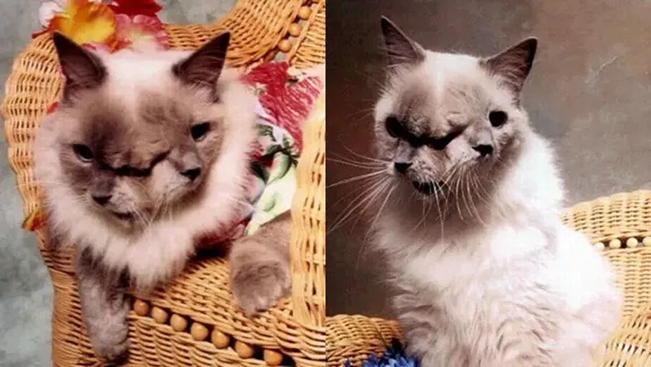Como gato com um cérebro e dois rostos conseguiu viver por mais de 15 anos