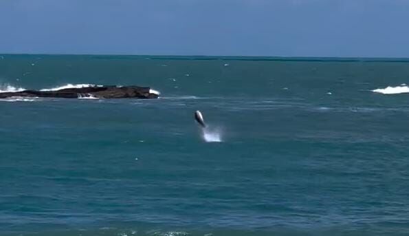 VÍDEO: populares flagram golfinhos dando 'show' em praia do Litoral Norte da Paraíba Golfinho em Baía da Traição.. (foto; reprodução/arquivo CliickPB)