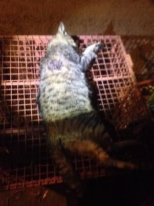 Homem é preso após matar gato com espingarda por briga com vizinho Homem é preso após matar gato com espingarda por briga com vizinho