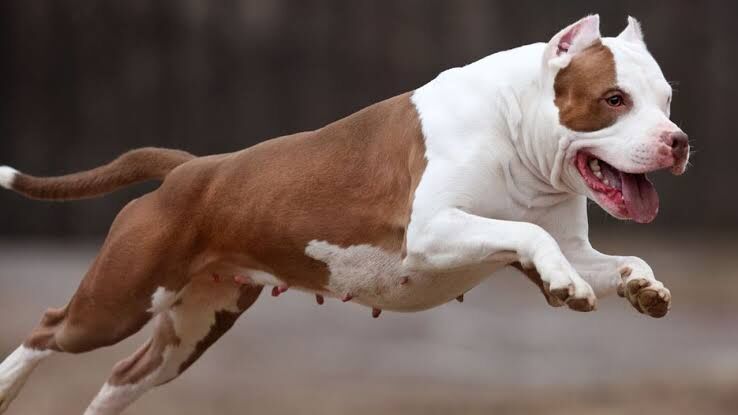 Criança de três anos fica ferida após ser atacada por Pitbull em João Pessoa Criança de três anos fica ferida após ser atacada por Pitbull em João Pessoa