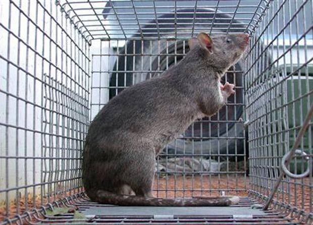 Invasão de ratos gigantes assusta moradores na Flórida Invasão de ratos gigantes assusta moradores na Flórida