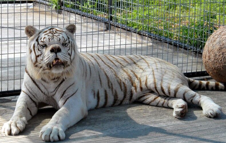 Irmãos cruzam e tigre branco nasce com síndrome similar à Síndrome de Down Irmãos cruzam e tigre branco nasce com síndrome similar à Síndrome de Down