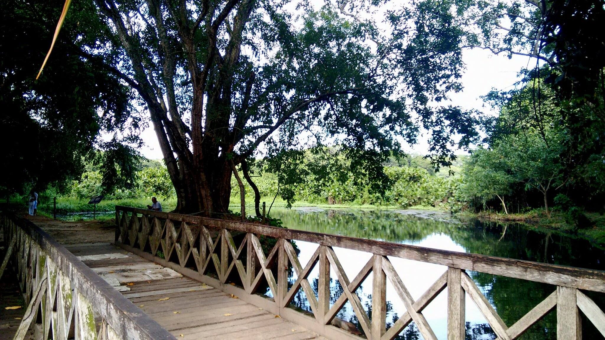 Jardim Botânico e Vale dos Dinossauros têm funcionamento alterado durante festas de fim de ano na Paraíba Jardim Botânico de João Pessoa, vale dos dinossauros
