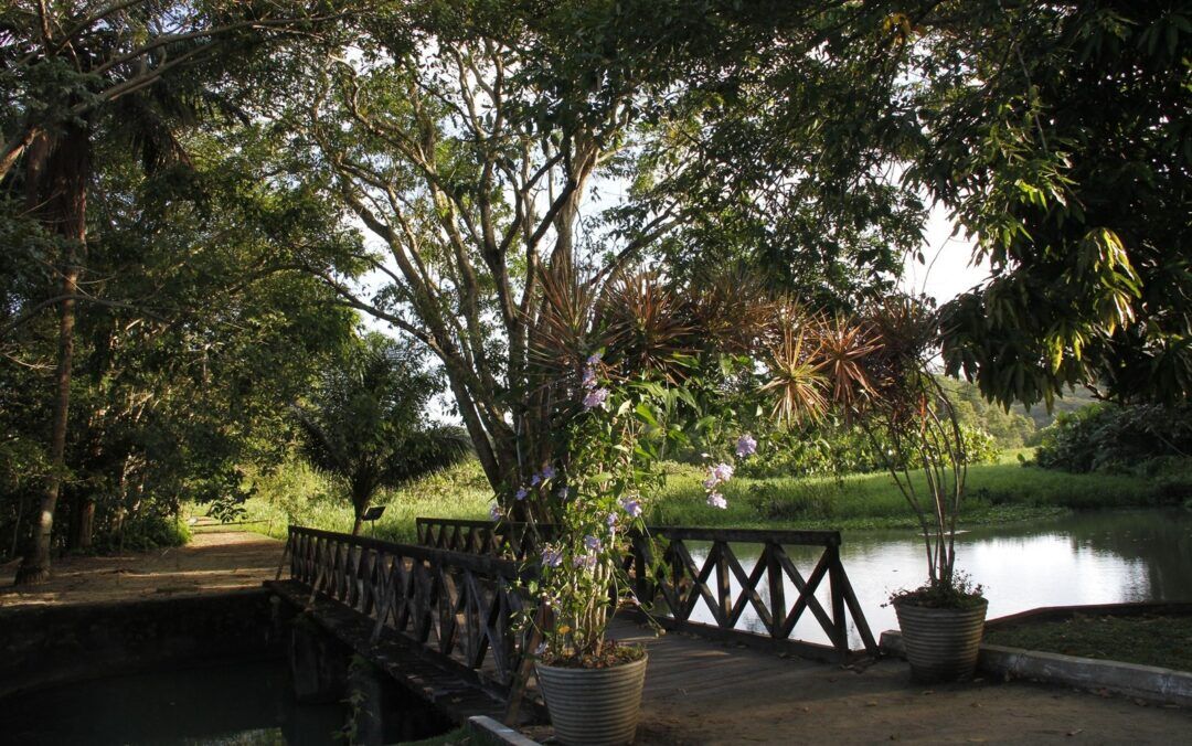 Semana do Meio Ambiente: Trilhas serão abertas a partir desta segunda no Jardim Botânico em João Pessoa Semana do Meio Ambiente: Trilhas serão abertas a partir desta segunda no Jardim Botânico em João Pessoa