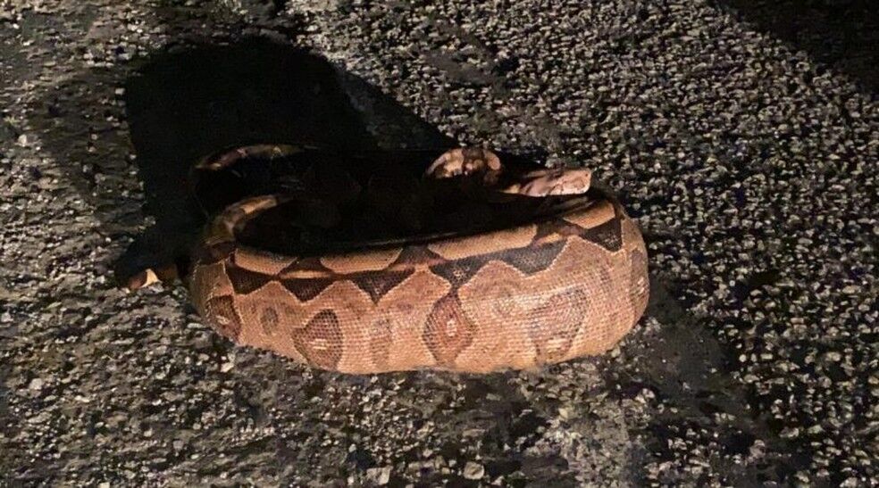 Jiboia de três metros é encontrada em terreno baldio após engolir cachorro em João Pessoa Jiboia de três metros é encontrada em terreno baldio após engolir cachorro em João Pessoa