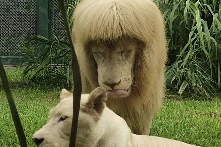 Leão com franja em zoológico causa revolta na China: “Coisa horrível” Leão com franja em zoológico causa revolta na China: “Coisa horrível”