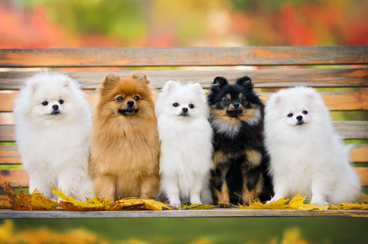 Padre Egídio mantinha 30 Lulus da Pomerânia em Granja no Conde; filhote chega a custar R$ 15 mil Padre Egídio mantinha 30 Lulus da Pomerânia em Granja no Conde; filhote chega a custar R$ 15 mil