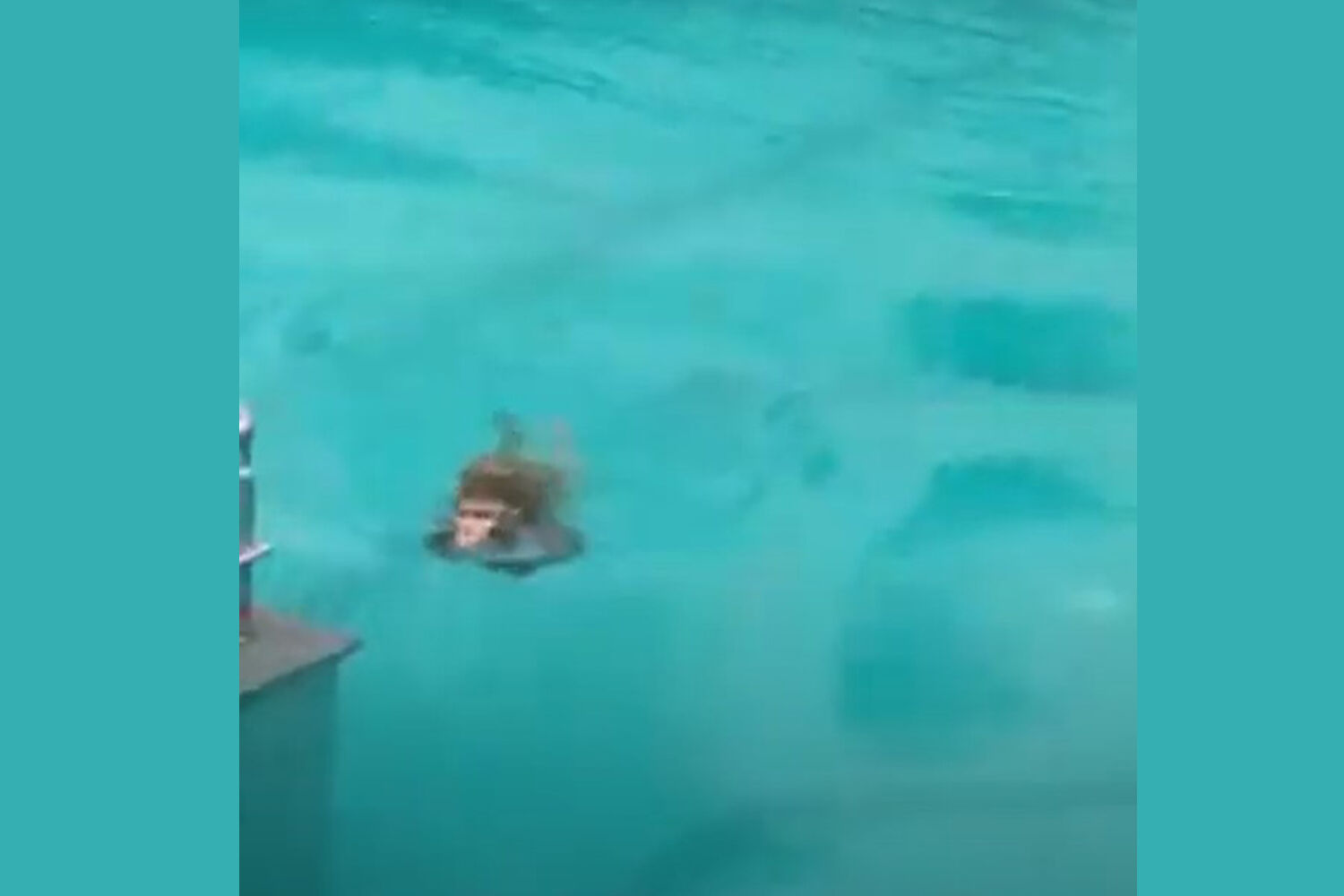 Veja vídeo: piscina vazia vira diversão de macacos em Mumbai, na Índia Veja vídeo: piscina vazia vira diversão de macacos em Mumbai, na Índia