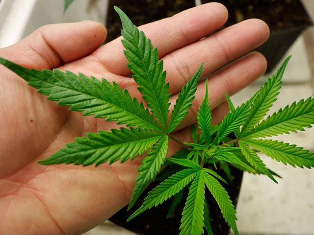 Desembargador derruba liminar e suspende autorização da Abrace para cultivar maconha com fins medicinais na Paraíba Desembargador derruba liminar e suspende autorização da Abrace para cultivar maconha com fins medicinais na Paraíba