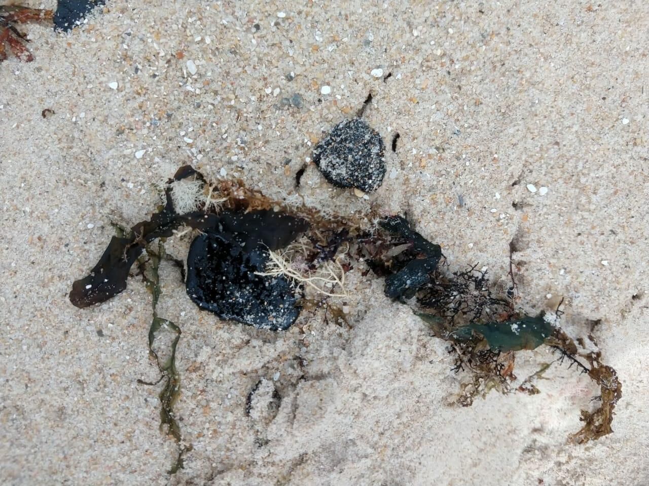Óleo volta a aparecer em Pitimbu Óleo volta a aparecer em Pitimbu