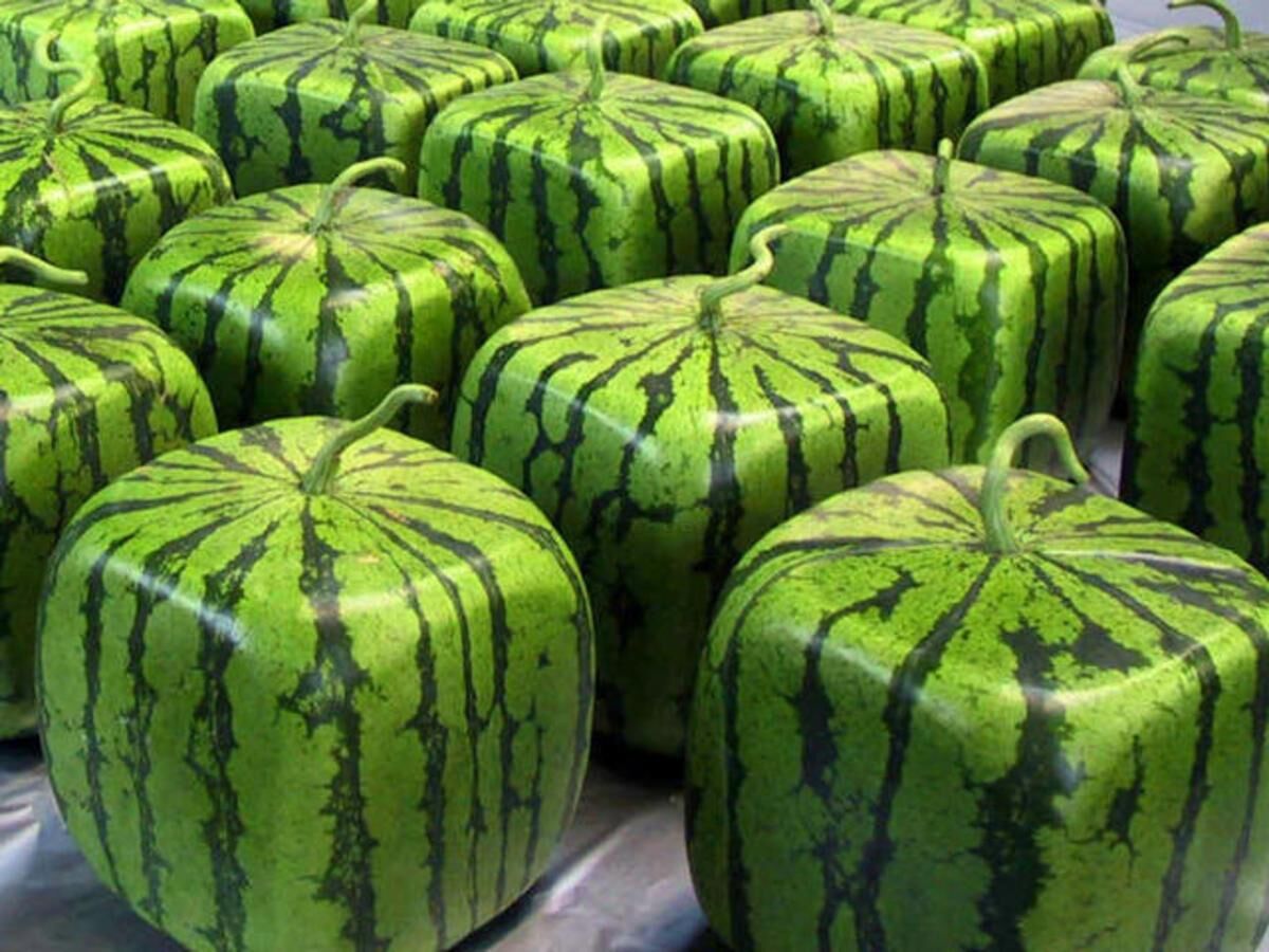 Conheça as 10 Frutas mais caras do mundo Conheça as 10 Frutas mais caras do mundo