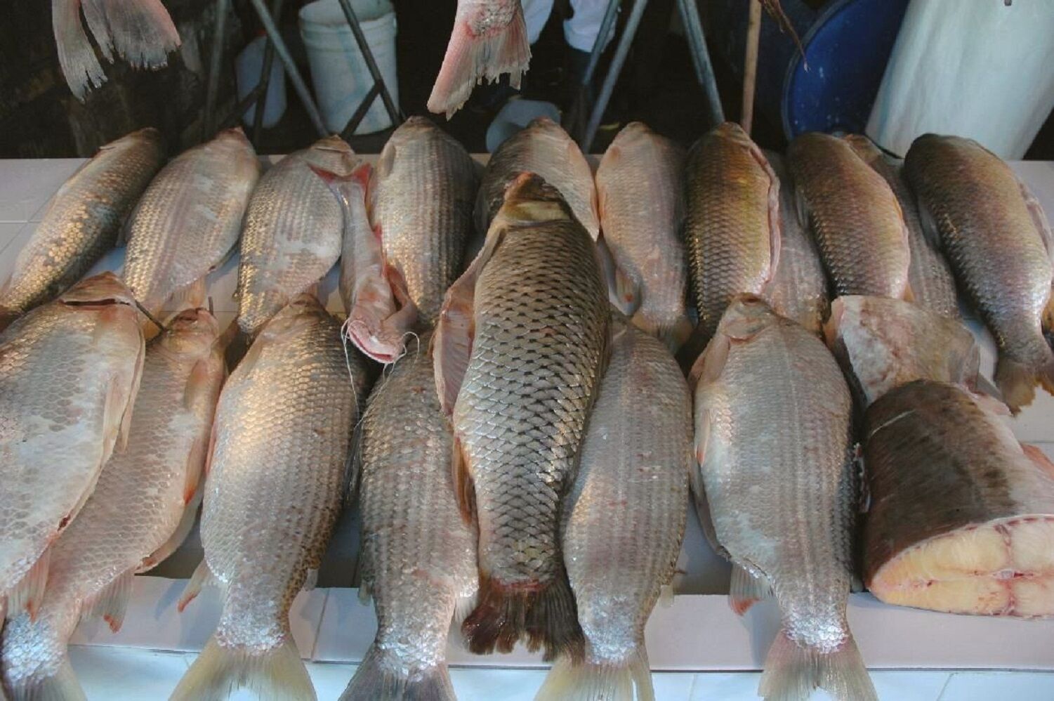 Alagoinha lança licitação para comprar 13 toneladas de peixe para Semana Santa O edital também determina que os peixes estejam em embalagens não violadas