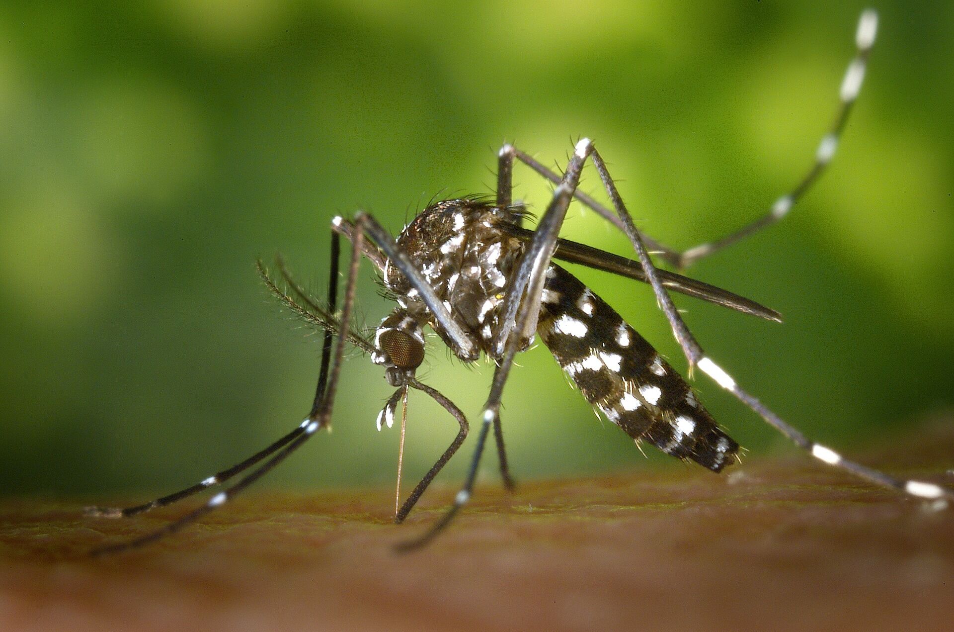 Paraíba confirma sexta morte por dengue; estado tem 187 municípios em alerta Paraíba, morte, dengue, mosquito, aedes aegypti